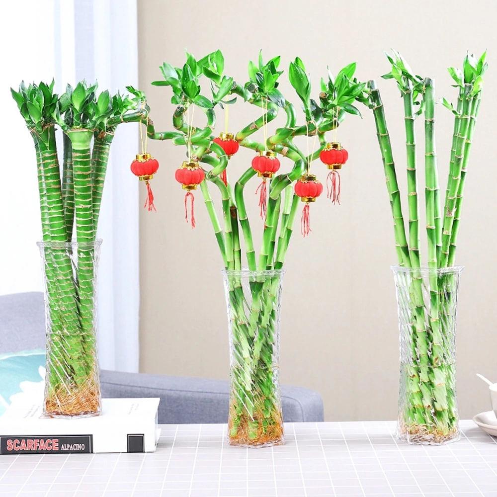 Stright Dracaena Sanderiana Live Flower Lucky Bamboo Stalks Wholesale Valentine Day Gift