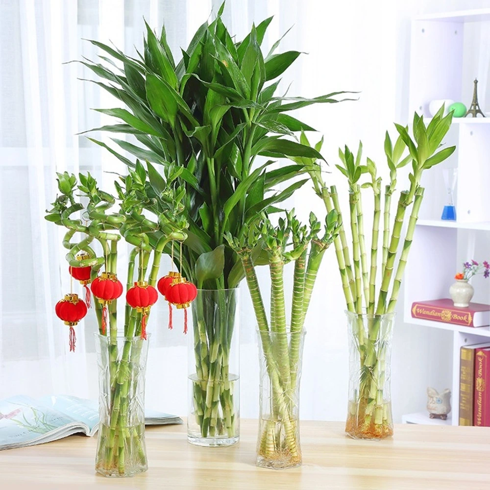 Stright Dracaena Sanderiana Live Flower Lucky Bamboo Stalks Wholesale Valentine Day Gift