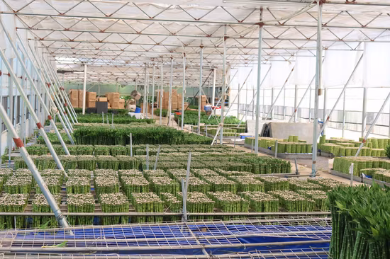 Stright Dracaena Sanderiana Live Flower Lucky Bamboo Stalks Wholesale Valentine Day Gift